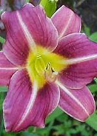 Hemerocallis 'Mary Reed'